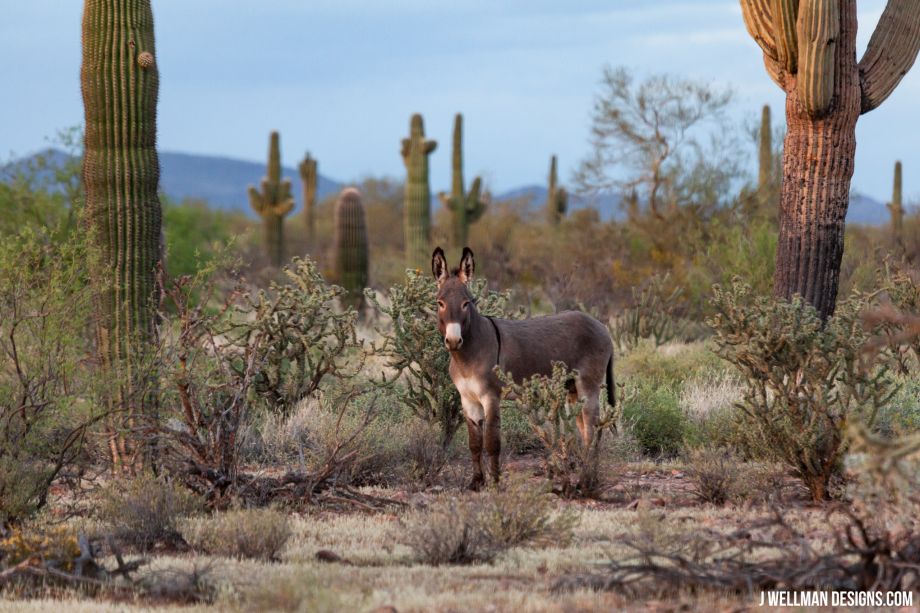 Wild Burro in Arizona
