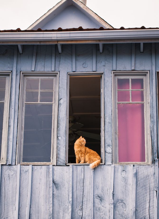 Watchful kitty in an old building